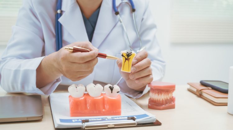 Dentist at Palo Verde Smiles in Glendale, AZ explaining chipped or cracked tooth with a dental model.
